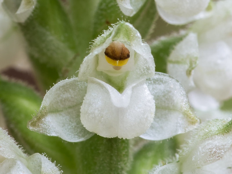 Goodyera pubescens (Downy Rattlesnake Plantain orchid)