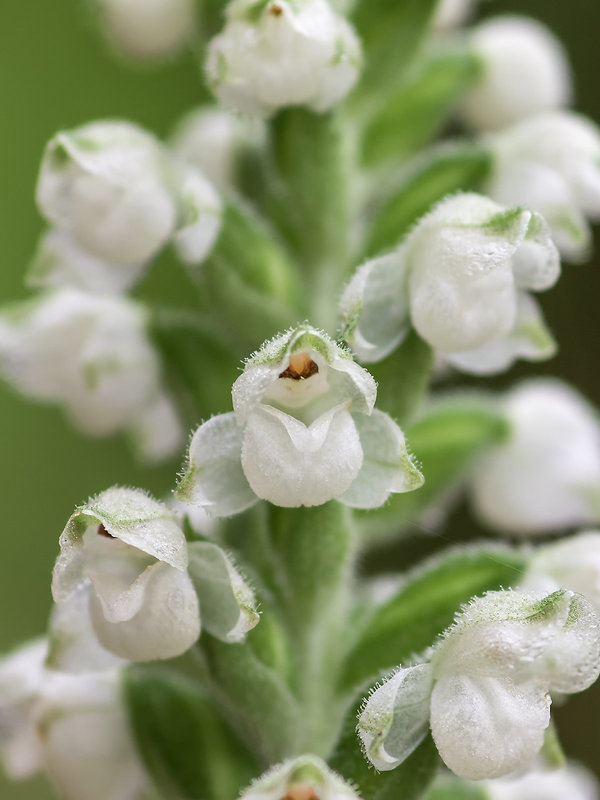 Goodyera pubescens (Downy Rattlesnake Plantain orchid)
