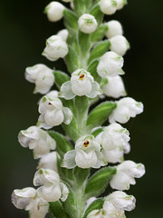 Goodyera pubescens (Downy Rattlesnake Plantain orchid)