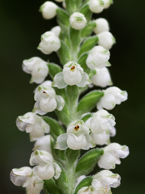 Goodyera pubescens (Downy Rattlesnake Plantain orchid)