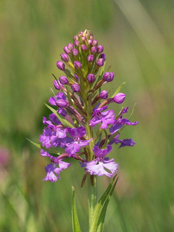 Platanthera psycodes (Small Purple Fringed orchid)