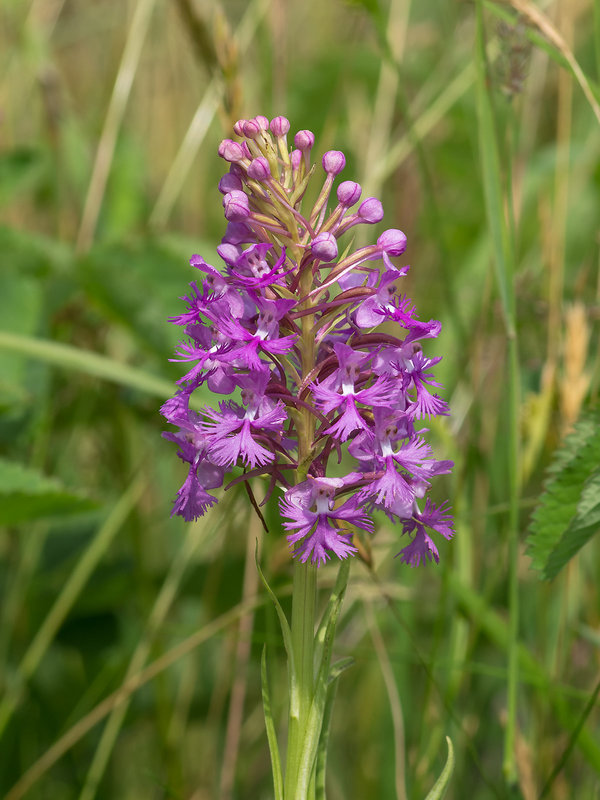 Platanthera psycodes (Small Purple Fringed orchid)