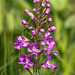 Platanthera psycodes (Small Purple Fringed orchid)