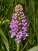 Platanthera psycodes (Small Purple Fringed orchid)