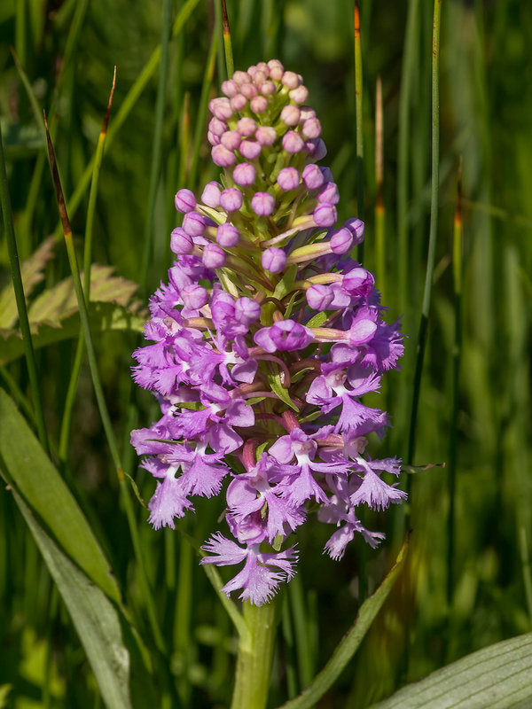 Platanthera psycodes (Small Purple Fringed orchid)