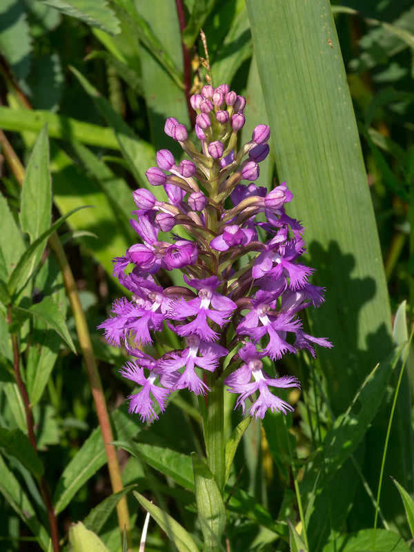 Platanthera psycodes (Small Purple Fringed orchid)