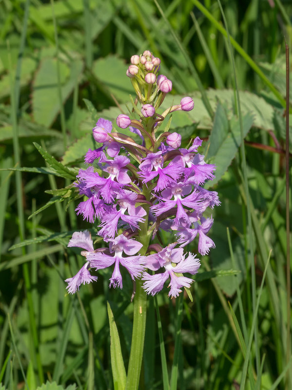Platanthera psycodes (Small Purple Fringed orchid)