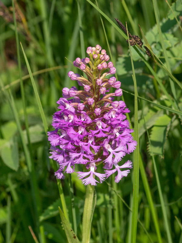 Platanthera psycodes (Small Purple Fringed orchid)