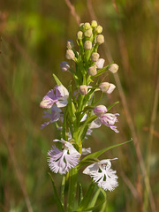 Platanthera Xkeenanii (Keenan's Fringed orchid)