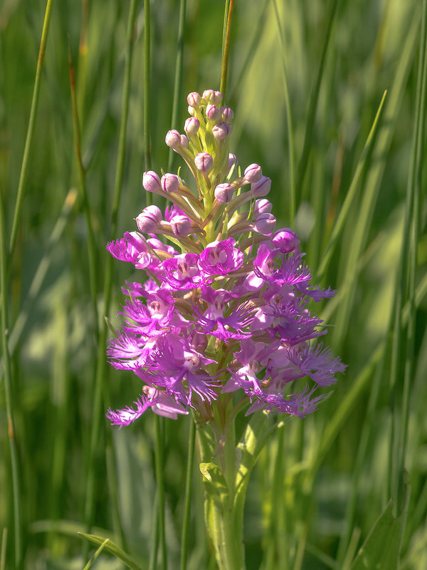 Platanthera psycodes (Small Purple Fringed orchid)