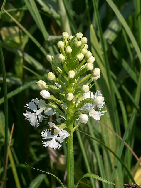 Platanthera psycodes (Small Purple Fringed orchid)