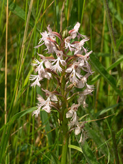 Platanthera Xandrewsii (Andrews' Fringed orchid)