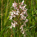 Platanthera Xandrewsii (Andrews' Fringed orchid)