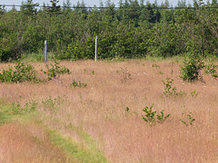 Orchid field in Newfoundland