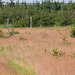 Orchid field in Newfoundland