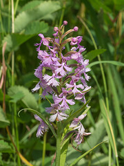 Platanthera Xandrewsii (Andrews' Fringed orchid)