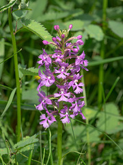 Platanthera Xandrewsii (Andrews' Fringed orchid)