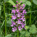 Platanthera Xandrewsii (Andrews' Fringed orchid)