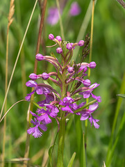 Platanthera psycodes (Small Purple Fringed orchid