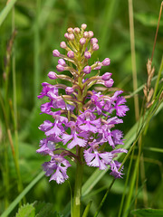 Platanthera psycodes (Small Purple Fringed orchid