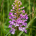 Platanthera psycodes (Small Purple Fringed orchid