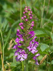 Platanthera psycodes (Small Purple Fringed orchid