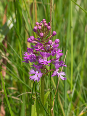 Platanthera psycodes (Small Purple Fringed orchid