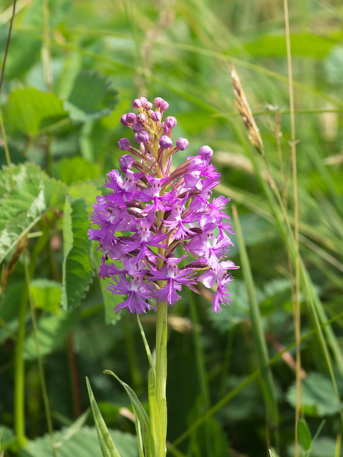 Platanthera psycodes (Small Purple Fringed orchid