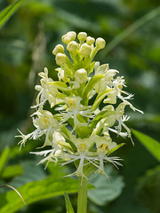 Platanthera Xandrewsii (Andrews' Fringed orchid)