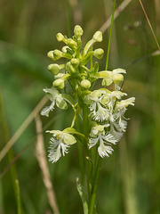 Platanthera Xandrewsii (Andrews' Fringed orchid)