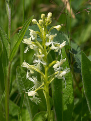 Platanthera Xandrewsii (Andrews' Fringed orchid)