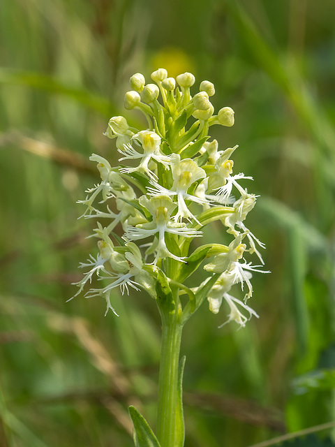 Platanthera Xandrewsii (Andrews' Fringed orchid)