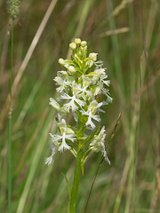 Platanthera Xandrewsii (Andrews' Fringed orchid)