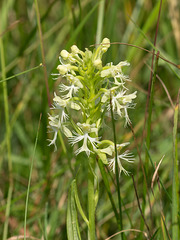 Platanthera Xandrewsii (Andrews' Fringed orchid)