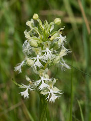 Platanthera Xandrewsii (Andrews' Fringed orchid)