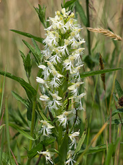 Platanthera lacera (Ragged Fringed orchid)