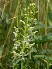 Platanthera lacera (Ragged Fringed orchid)