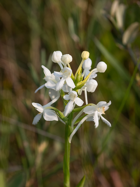 Platanthera blephariglottis (White Fringed orchid)