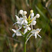 Platanthera blephariglottis (White Fringed orchid)