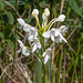 Platanthera blephariglottis (White Fringed orchid)