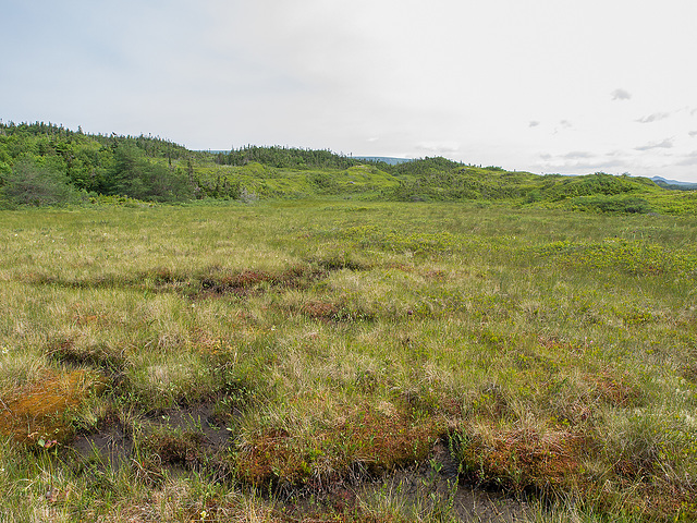 J.T. Cheesman Provincial Park - orchid and sundew bog