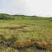 J.T. Cheesman Provincial Park - orchid and sundew bog