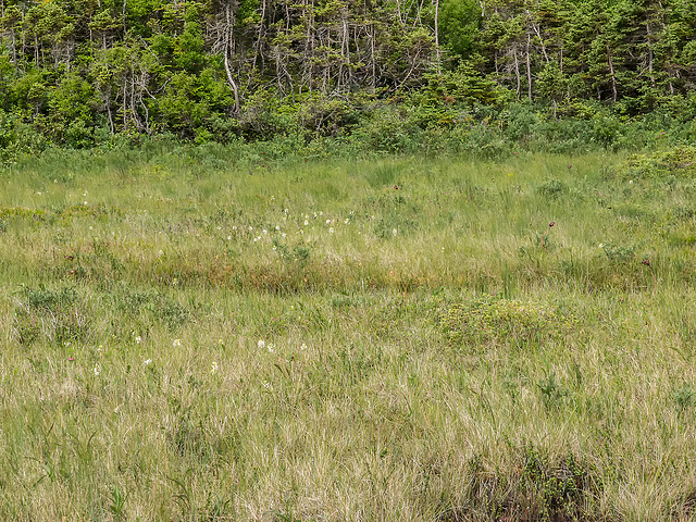 J.T. Cheesman Provincial Park - White Fringed orchid bog