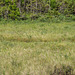 J.T. Cheesman Provincial Park - White Fringed orchid bog
