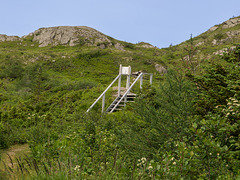 J.T. Cheesman Provincial Park -- steps to raised bogs