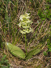 Platanthera orbiculata var. lehorsii (Le Hors' Pad-leaved orchid)