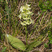 Platanthera orbiculata var. lehorsii (Le Hors' Pad-leaved orchid)