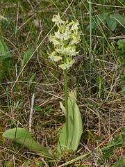 Platanthera orbiculata var. lehorsii (Le Hors' Pad-leaved orchid)