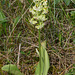 Platanthera orbiculata var. lehorsii (Le Hors' Pad-leaved orchid)