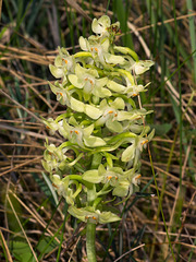 Platanthera orbiculata var. lehorsii (Le Hors' Pad-leaved orchid)